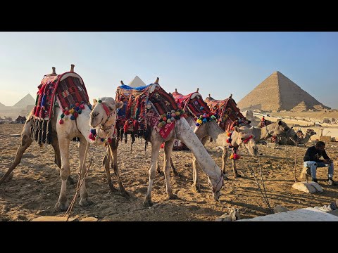 Egypt: Camel Ride in Cairo!