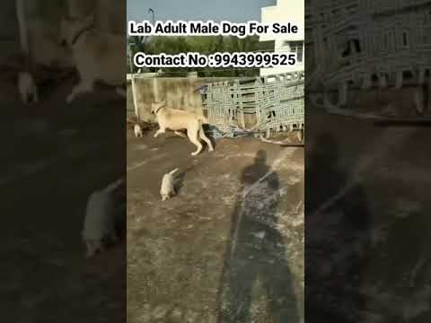 Lab Adult Male Dog For Sale #shorts #dog #dogsales #trending #viral
