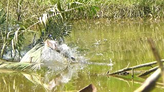 Download lagu TERNYATA PREDATOR NYA BERSEMBUNYI DI CELAH ROTAN BERDURI INI | CASTING GABUS mp3