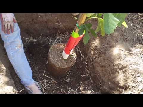 How to Plant A Fig Tree