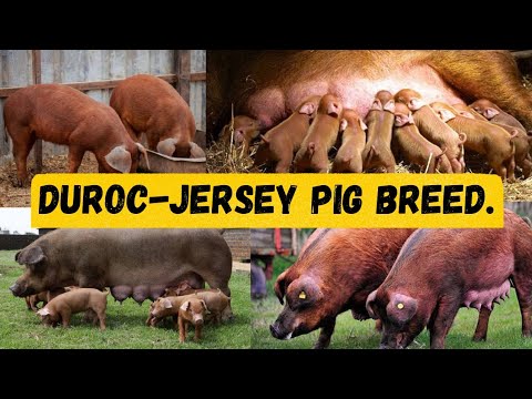 , title : 'Why DUROC PIG BREED is ideal for commercial Pig farming'