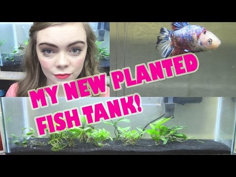 MY NEW PLANTED FISH TANK! + NEW KOI BETTA FISH!!  -Pet Adventures