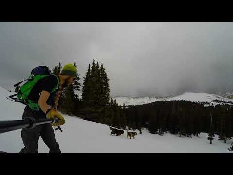 Hoosier Pass with Puppies