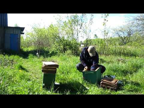 Пчеловодство.Уроки юного охотника на бродячие рои 1часть  «Оснащения ловушки, установка на деревьях»