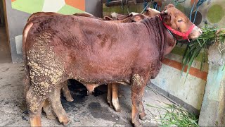 Download lagu Super quality cattle available!! (WhatsApp 085641978070) mp3