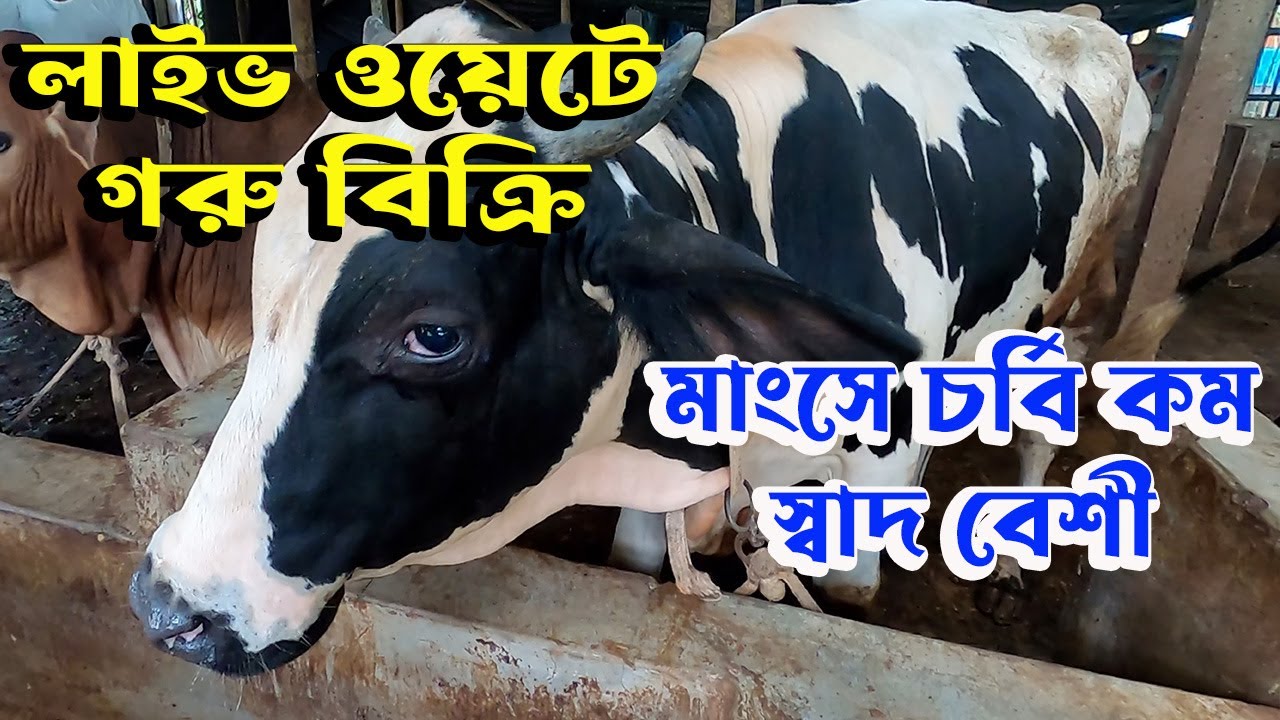 লাইভ ওজনে বিক্রি হচ্ছে কোরবানীর গরু