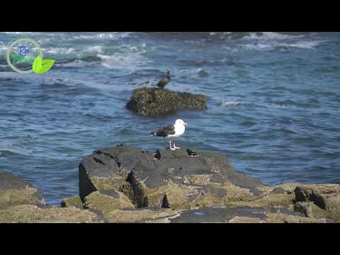 Natural Ocean Waves Sound for Relaxing study, Deep Sleeping, Meditation ।