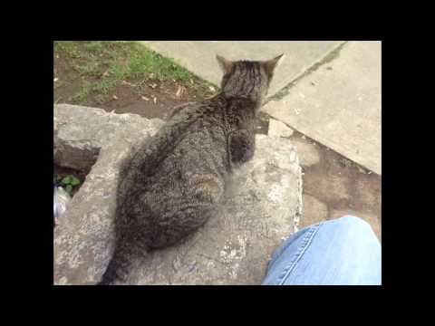 Chitu the beautiful cat