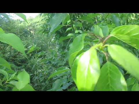 Growing Osage Orange