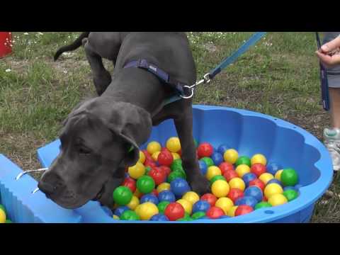 Hundeschule Potsdam - Welpenspielgruppe