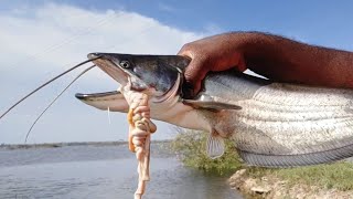 Download lagu wallago fish hunting |patan fishing video||Catching monster fishes with big hook mp3