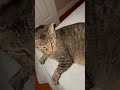 Tabby Cat Hisses