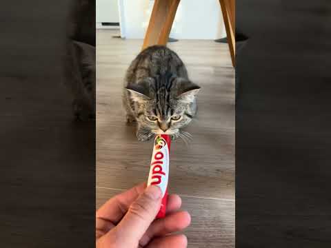 Ich kann dir das nicht geben das ist giftig für dich #gift #cat #abonnieren #kitten #pets