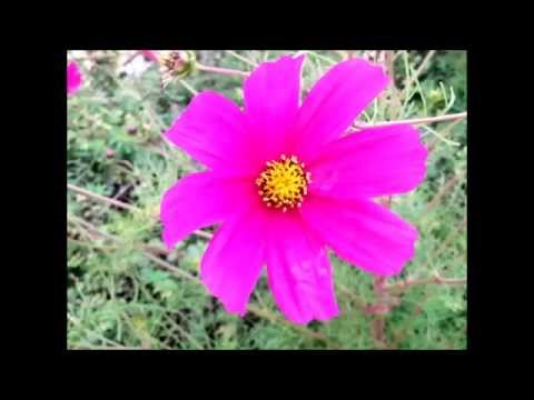 Predators / Dravci (2013) Titulky