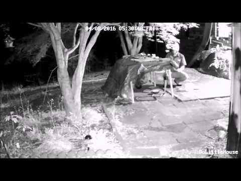 Early morning feeding