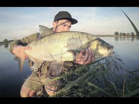 BoleńTV: Odrzańskie torpedy I (Jesienne bolenie)