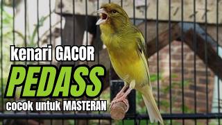 Download lagu Masteran KENARI GACOR ngeroll panjang,Cuit Cuit Emosi AMPUH bikin kenari nyaut ,Masteran MURAI BATU mp3