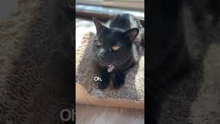 Asking My Cat About Their Secret Lair