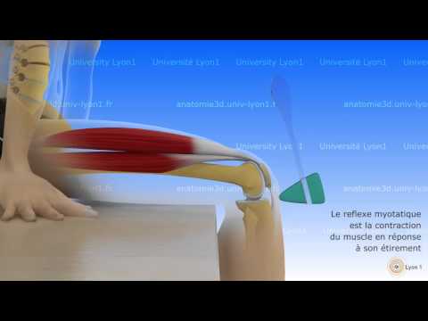 Le réflexe myotatique (neuroanatomie  fonctionnelle de la motricité)