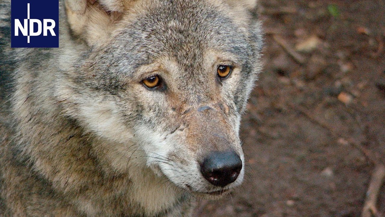 Wenn die Wölfe wiederkommen | Die Nordreportage | NDR