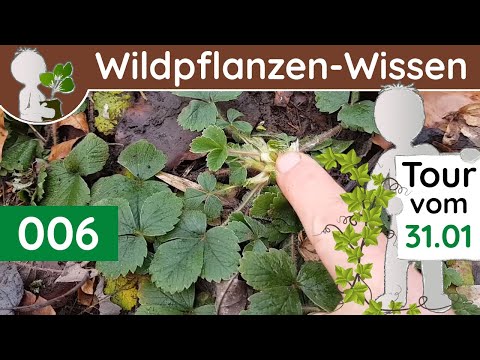 006 - (4/4) Winter & Evergreen Plants - Herbaceous & Ground-hugging (Botany Documentary - January)