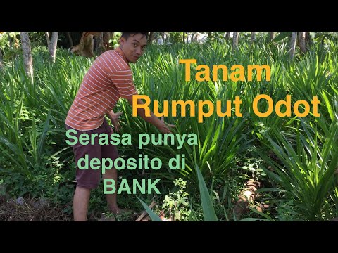 Anda dapat memperbesar penis Anda di Irkutsk Buah apa meningkatkan potensi