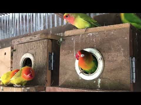 Lovebird Sounds | 3 Hour Lovebirds Sounds ❤️ 🦜#lovebirds #parrotlover #birdsounds