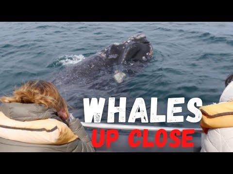 Melhores lugares para ver em Puerto Madryn, Argentina (baleias de perto! 🐋 😮)