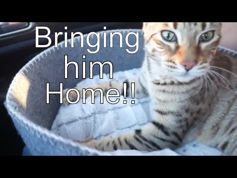 Bringing our pet F3 Savannah cat home for the first time!