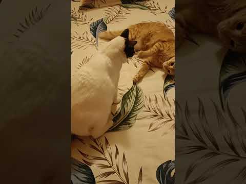 Ghumote jawer age ilu r postor khunsuti