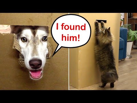 Husky Dogs Helped Cats Get the Owner Out Of the Box