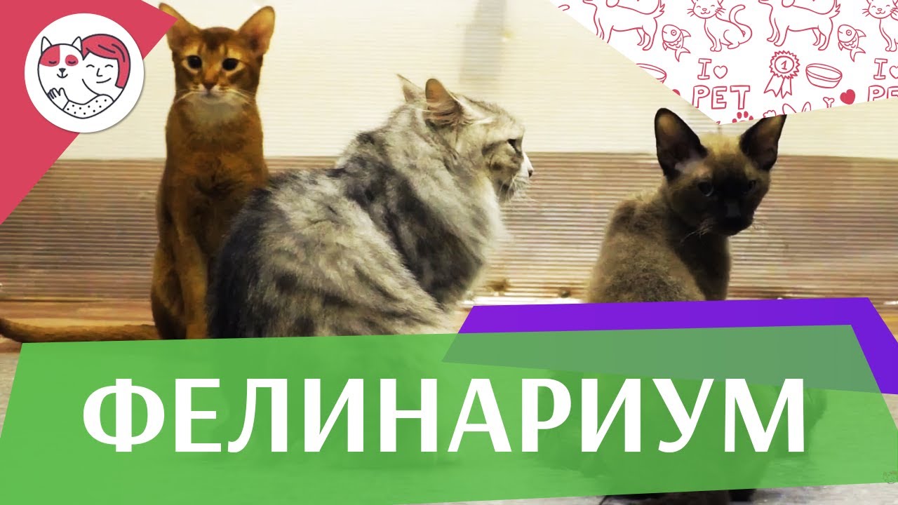 Фелинариум на ilikepet