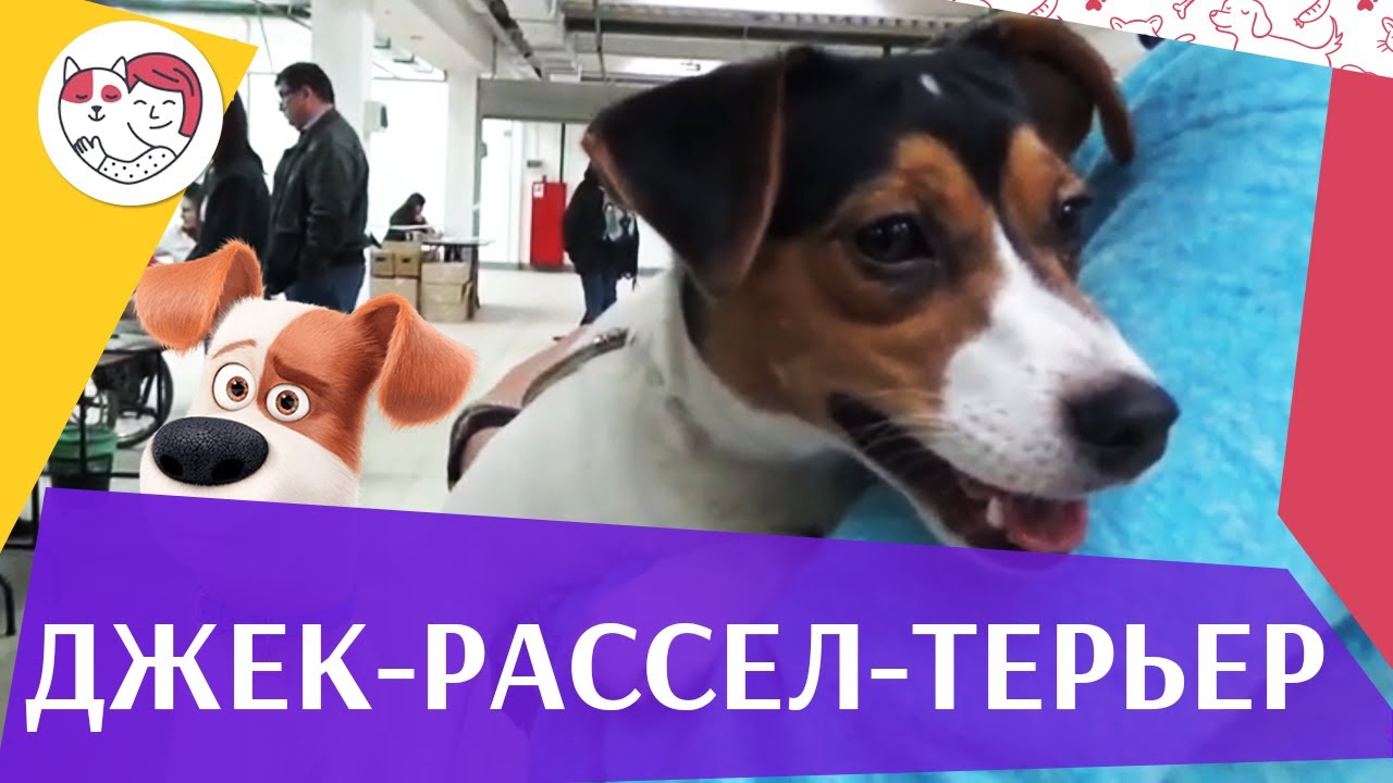 Джек-рассел-терьер на ilikepet. Особенности породы, уход
