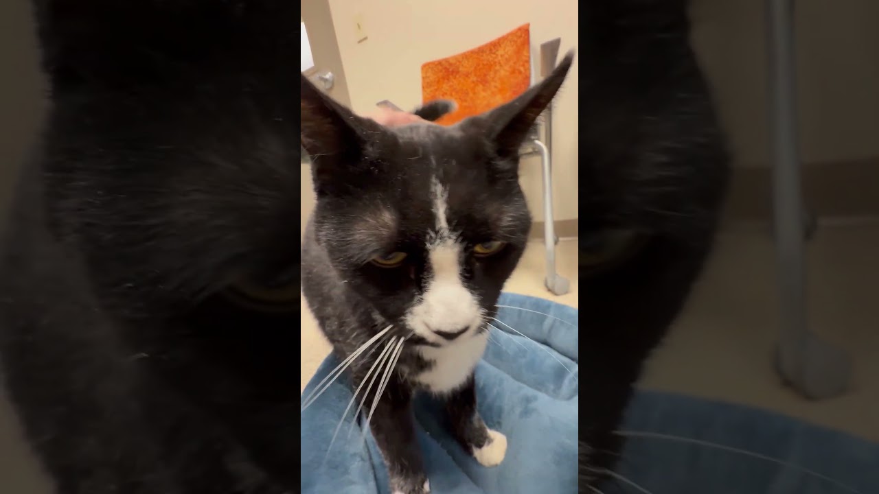 Enlarge Benjamin - sooo loving, loves being held and cuddling!, a ADOPTABLE Domestic Short Hair in Oshkosh, WI video 6/6