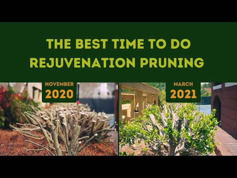 The Best Time To Do Rejuvenation Pruning To Improve Visibility and Security