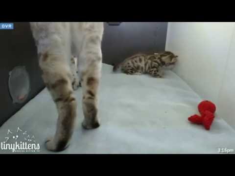 Tiny Kittens Felicity snatches babies in 2 different places & Shelly returns them to the nest