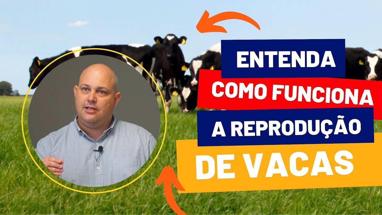 ENTENDA DE UMA VEZ COMO FUNCIONA A REPRODUÇÃO DAS VACAS | PROF. MARCELO COSTA