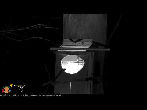 Female Barred Owl Departs Nest Box To Pick Up Prey – April 4, 2018