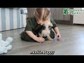 Morkie dogs for sale: Ziggy - Video 1