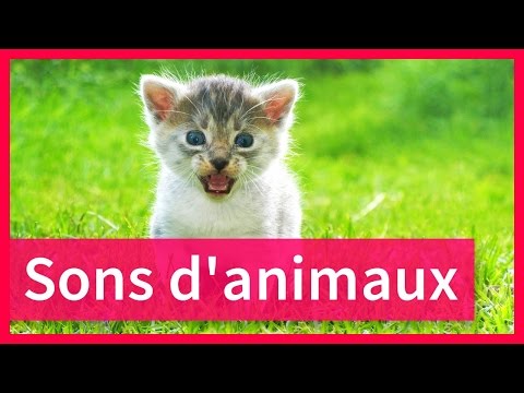 Découvre les animaux : 5 minutes de bruits et sons d'animaux !
