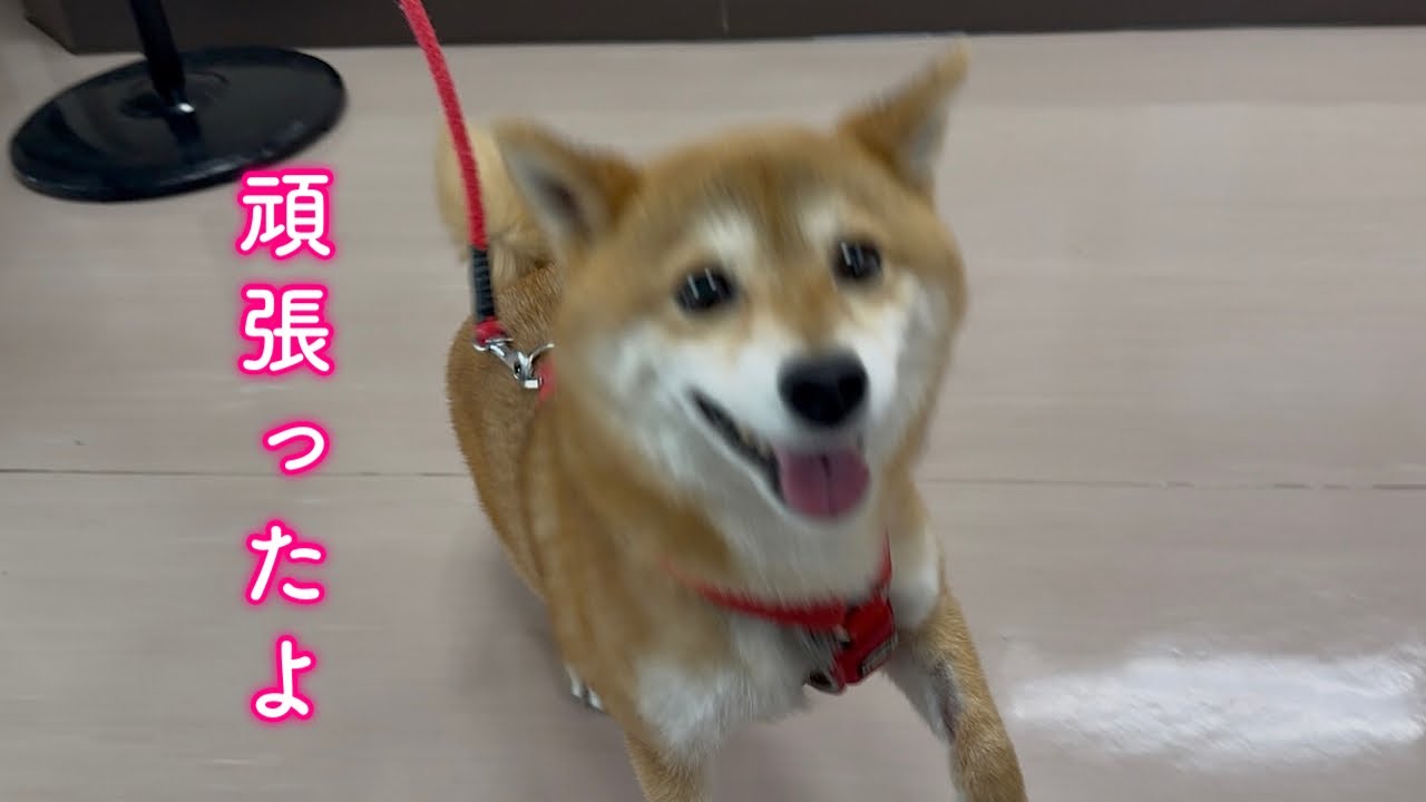 病院での幹細胞治療を乗り越えて家族と再会し笑顔で飛び込んでくる柴犬が可愛い