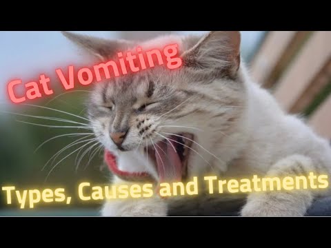 cat vomiting types causes and treatments