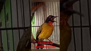 Download lagu tembakan kutilang emas mp3 Download lagu tembakan kutilang emas mp3