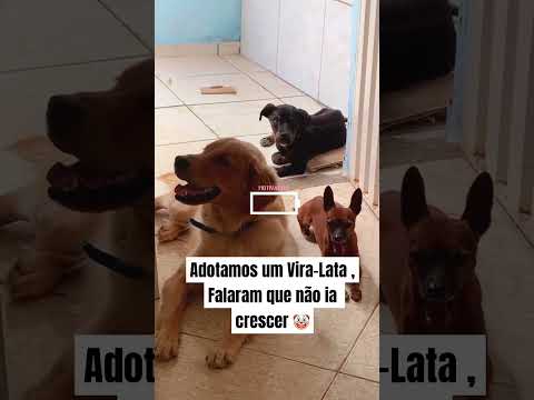 Adotei um Vira-Lata Pequeno E OLHA NO QUE DEU 🤡😱 | #cachorro #viralata #viralatas  #rottweiler