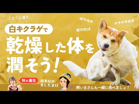 羽が抜け落ちた鶏の治療方法は？考えられる 4 つの原因と問題を解決する簡単な解決策  庭園