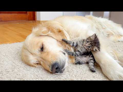 YouTube 썸네일