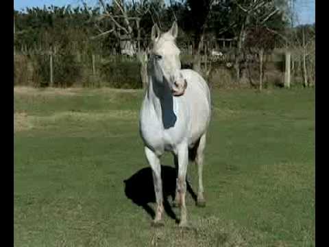 LOTE 08 - Curandeira da Escondida