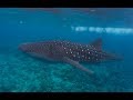 Whale Shark Diving Maledives South Ari Atoll 2018, Whale Shark Trip, Euro-Divers, Vilamendhoo, Malediven