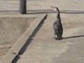 Cormorant Swallowing An Eel Whole
