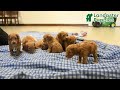 Mini Goldendoodle dogs for sale: Jersey - Video 1